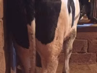 ძროხა, Russian Black pied cattle — ფოტო 2