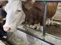 Krava, Simmental cattle — foto 5