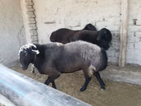 Koç, Edilbay sheep — foto 2
