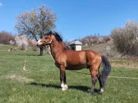 Kůň, Karabakh horse — foto 5