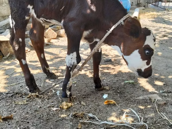 İnek, Simmental cattle — Azerbaycan