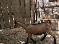 Boucs, Alpine goat — photo 2