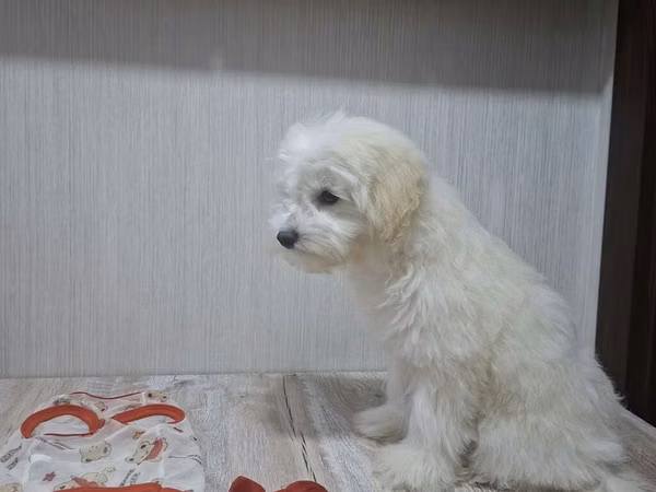 Erkək Maltipoo balası - Yaş: 5 aylıq - Xüsusiyyətlər: Tam sağlam, çox