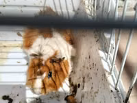Heyvan: Dekorativ dəniz donuzu (guinea pig) Xüsusiyyətlər: - Rəng — zdjęcie 1