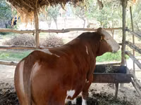 Бұқа, Simmental cattle — 1-сурет