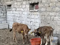 ثور, الماشية — الصورة 2