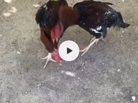 Chickens — foto 5