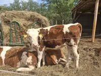 Krava, Simmental cattle — foto 1