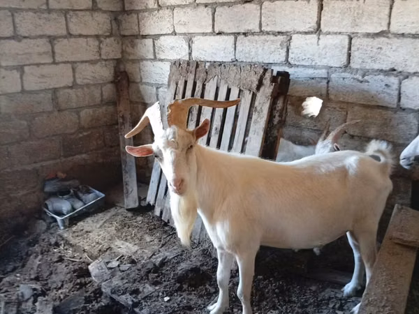 Boucs, Saanen goat