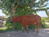 İnek, Sığır — foto 6