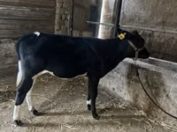 மாடுகள் (தொகுதி, பாலினம் குறிப்பிடப்படவில்லை), Russian Black pied cattle — புகைப்படம் 5