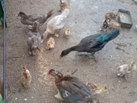 Ducks — 3-сурет