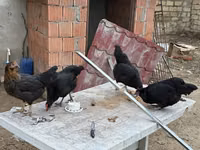 Chickens — 2-rasm