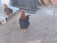 Chickens — 写真 5