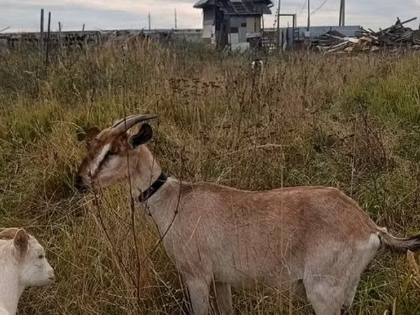 Cabra, Cabras