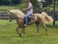 Cheval, Rocky Mountain Horse — photo 3
