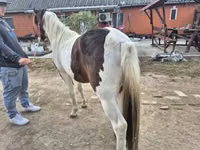 母马, Horses — 照片 4
