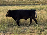 Toro, Swiss cattle — foto 3
