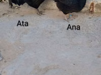 Australorp — foto 2