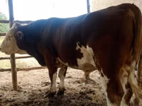 Бұқа, Simmental cattle — 5-сурет
