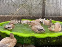 Ducks — foto 4