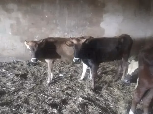 ძროხა, მსხვილფეხა რქოსანი — საქართველო