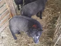 Qoyun, Texel sheep — foto 3