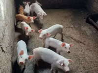 Prasnice, Prasata — foto 1