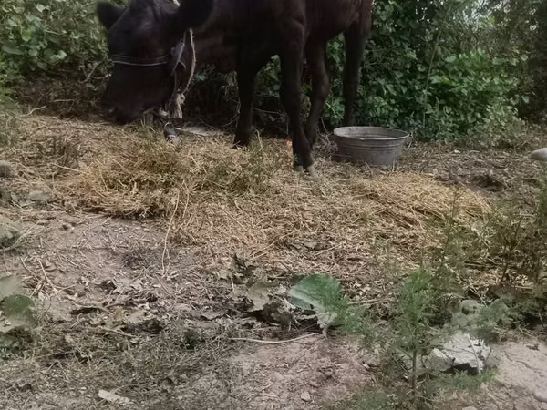Krava, Skot