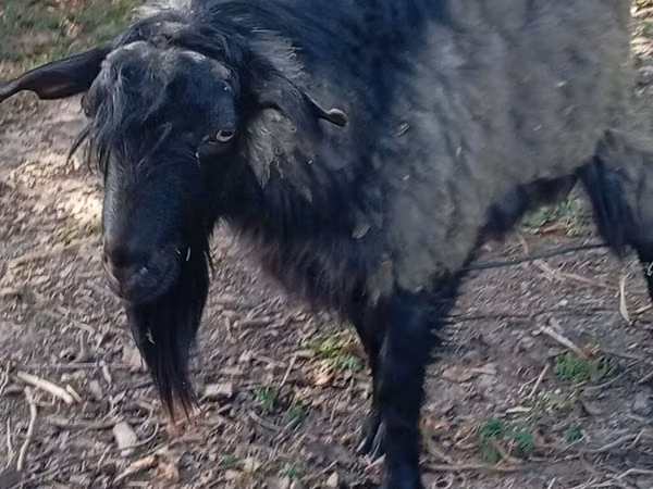 Boucs, Chèvres