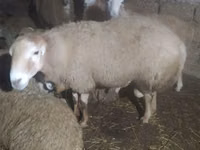 Owce (partia, płeć nieokreślona), Owce — zdjęcie 4