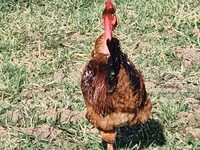 Brahma — foto 4