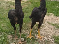 poules Shamo — photo 1