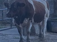 Buğa, Mən-anju — foto 5