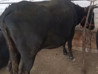 Vaca, Raça Alatau — foto 6