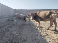 Krava, Skot — foto 2