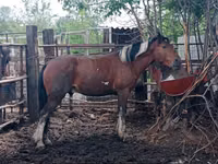 Aygʻir, Altai horse — 6-rasm