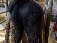 Bulle, Russian Black pied cattle — Foto 4