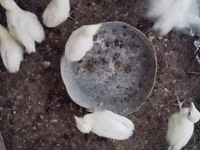 Turkeys — foto 5