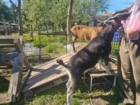 თხა, თხები — ფოტო 3