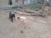 Sheep (batch, sex not specified), Sheep — photo 2