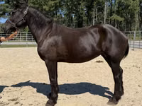 Klisna, Percheron — foto 2