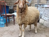 Bélier, Moutons — photo 1