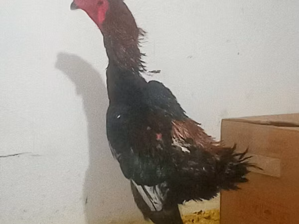 Gallinas Shamo