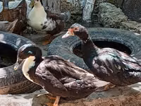 Ducks — Foto 7