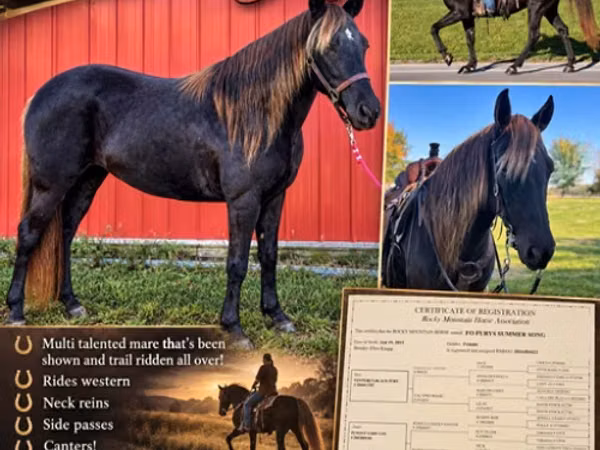 Klisna, Rocky Mountain Horse