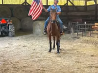 Cavalo, Standardbred — foto 4