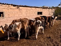 ثور, الماشية — الصورة 4