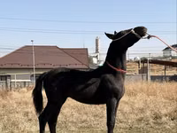 Caballo, Arabian horse — foto 5
