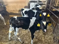 Bulle, Russian Black pied cattle — Foto 1